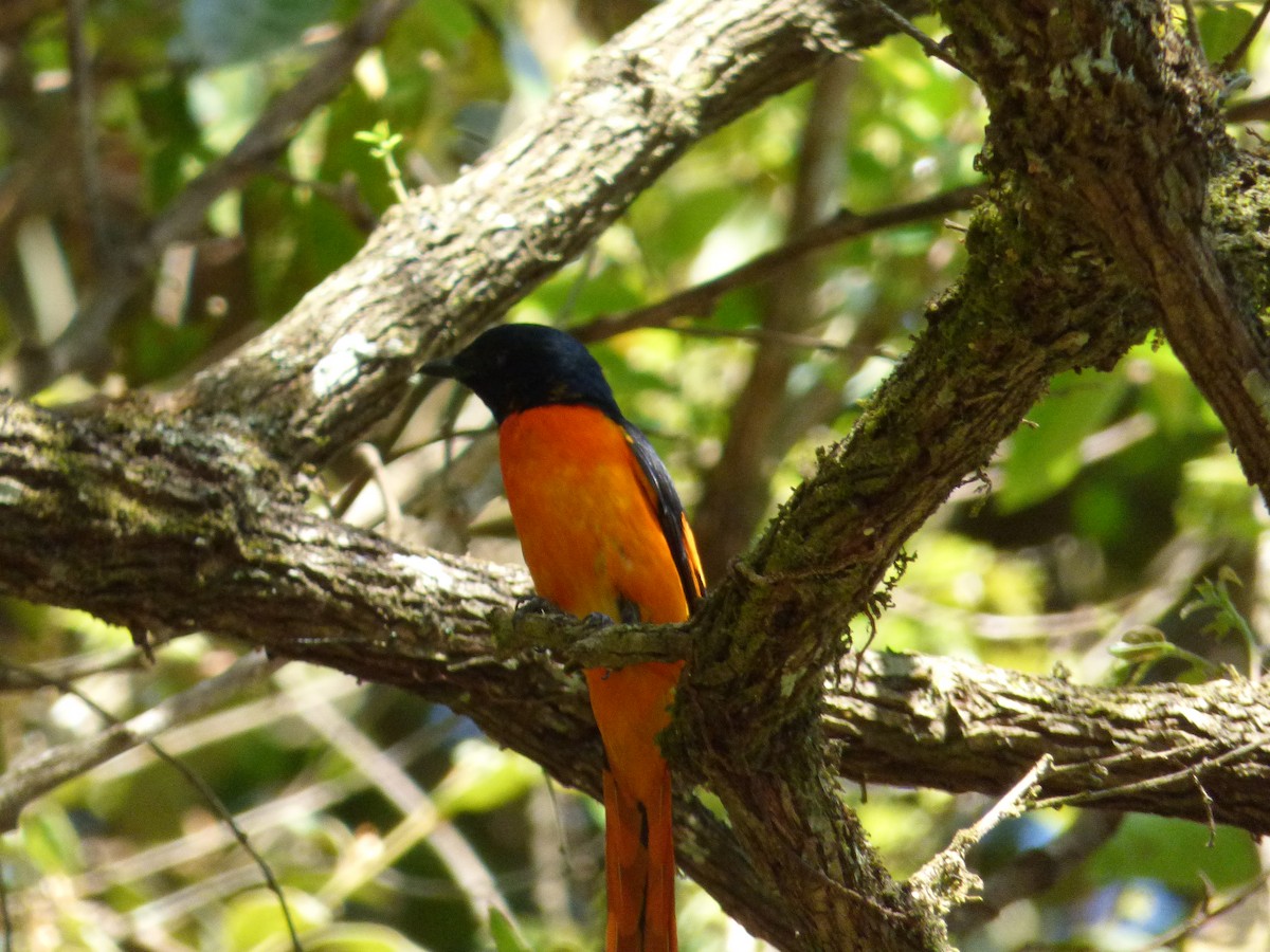 Orange Minivet - ML643230838