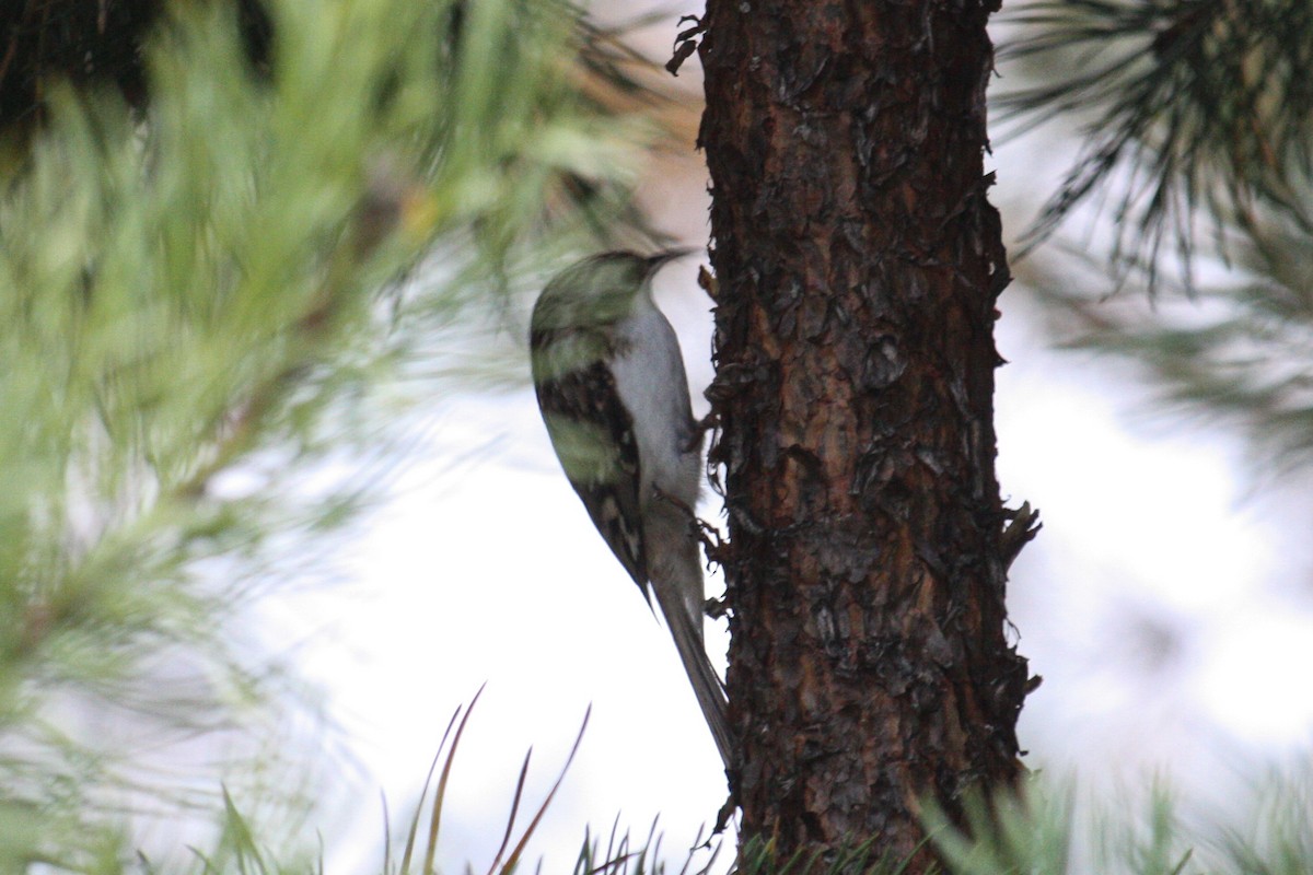 キバシリ - ML643230841