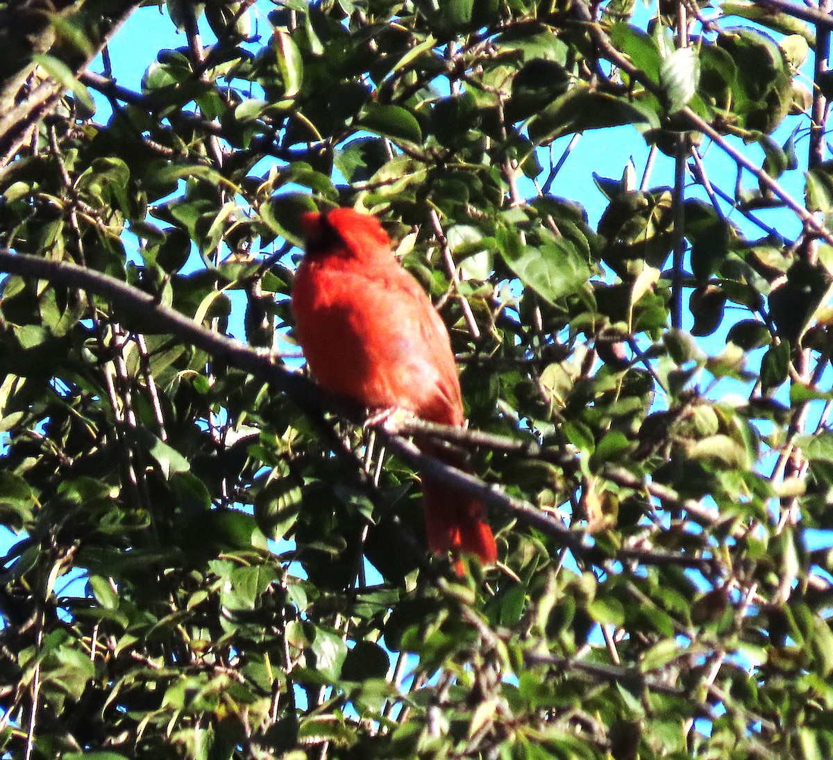 Northern Cardinal - ML643230844