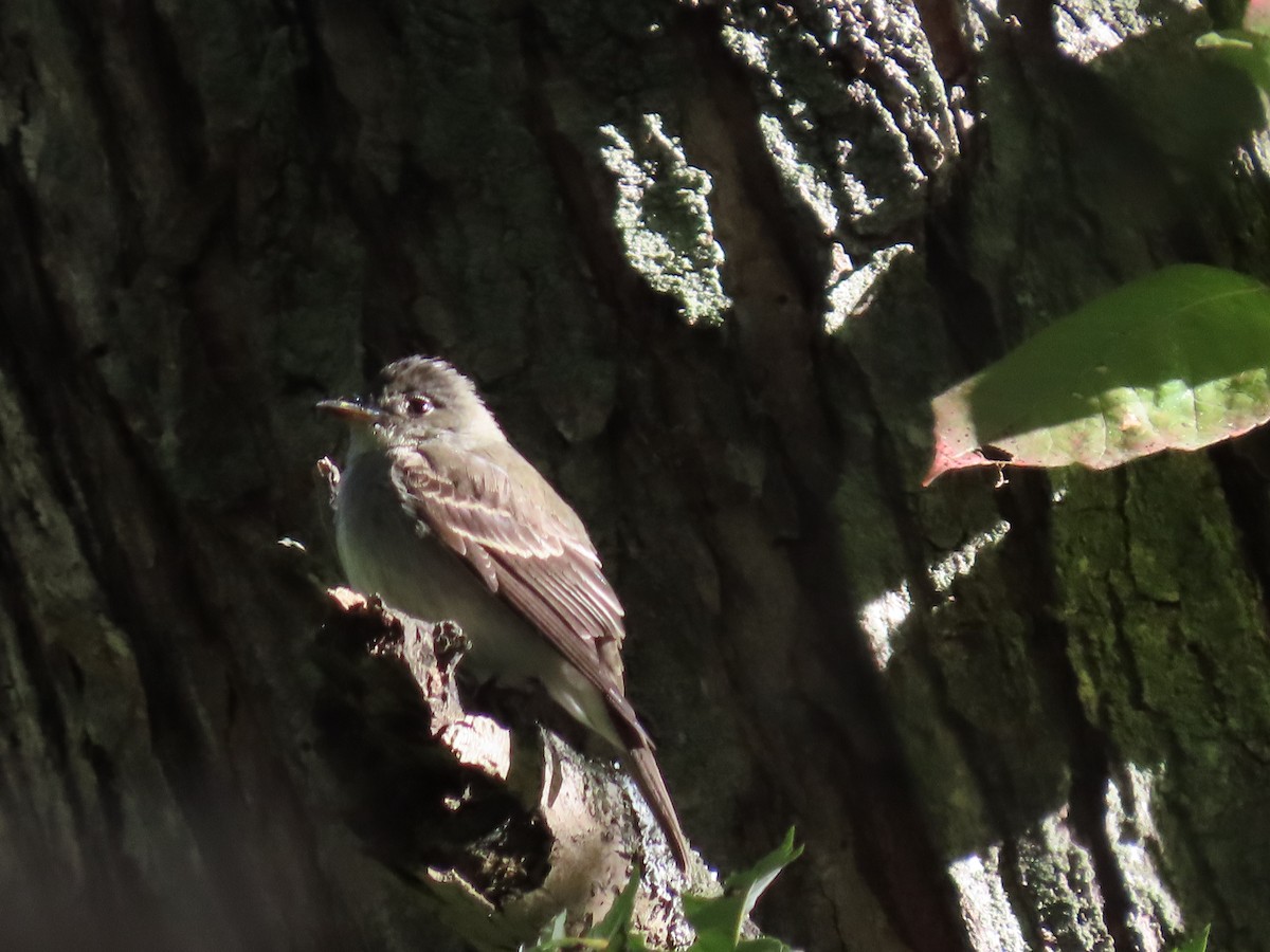 Eastern Wood-Pewee - ML643230857