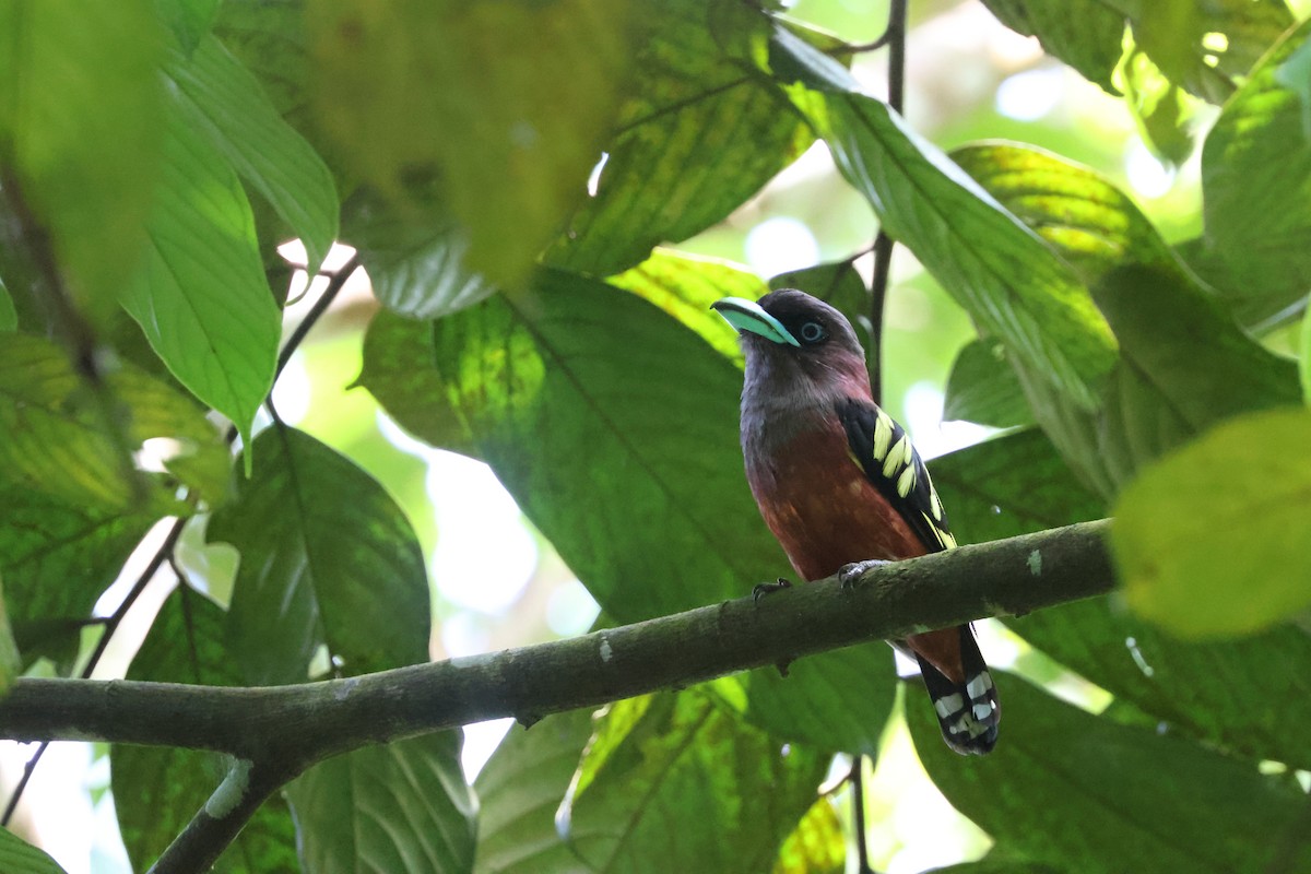 Banded Broadbill - ML643230858