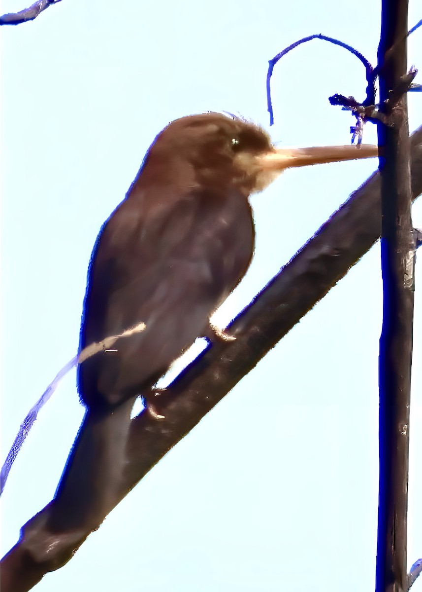 Brown Jacamar - ML643230863