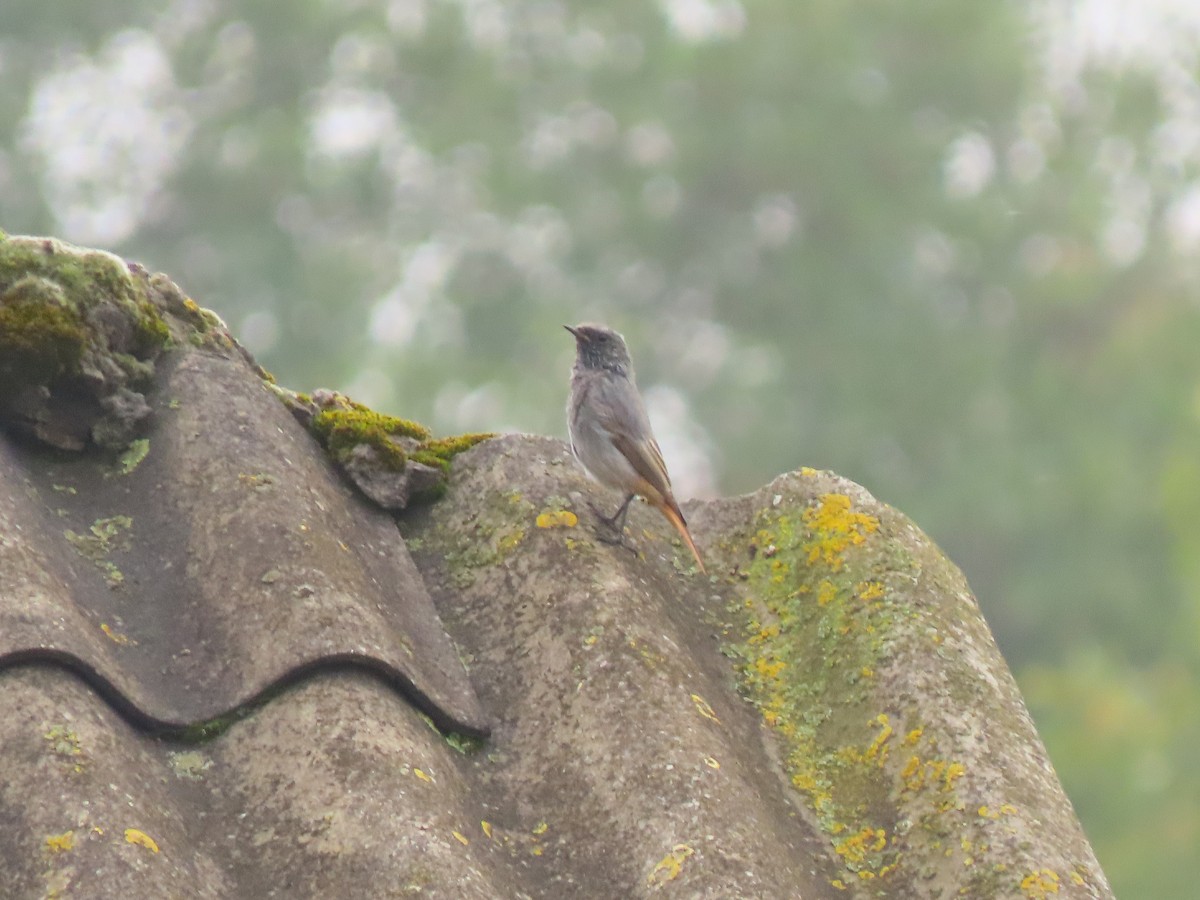 クロジョウビタキ - ML643230870