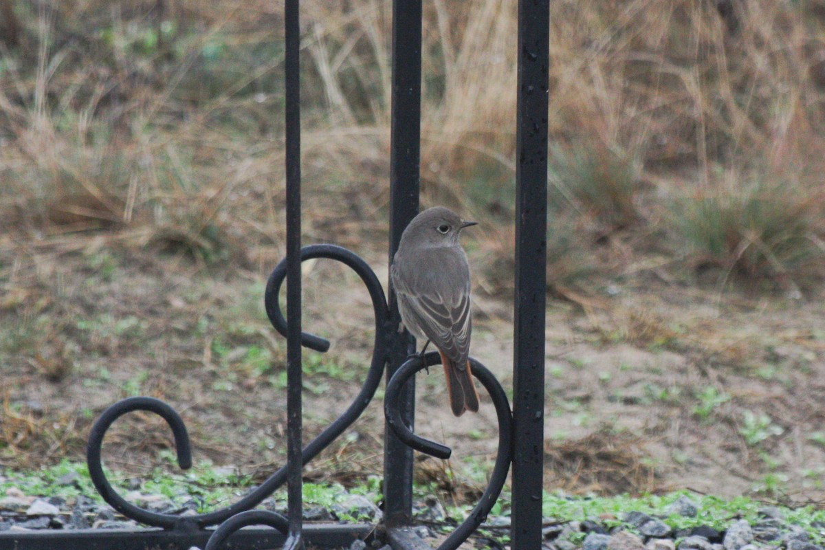 クロジョウビタキ - ML643230871