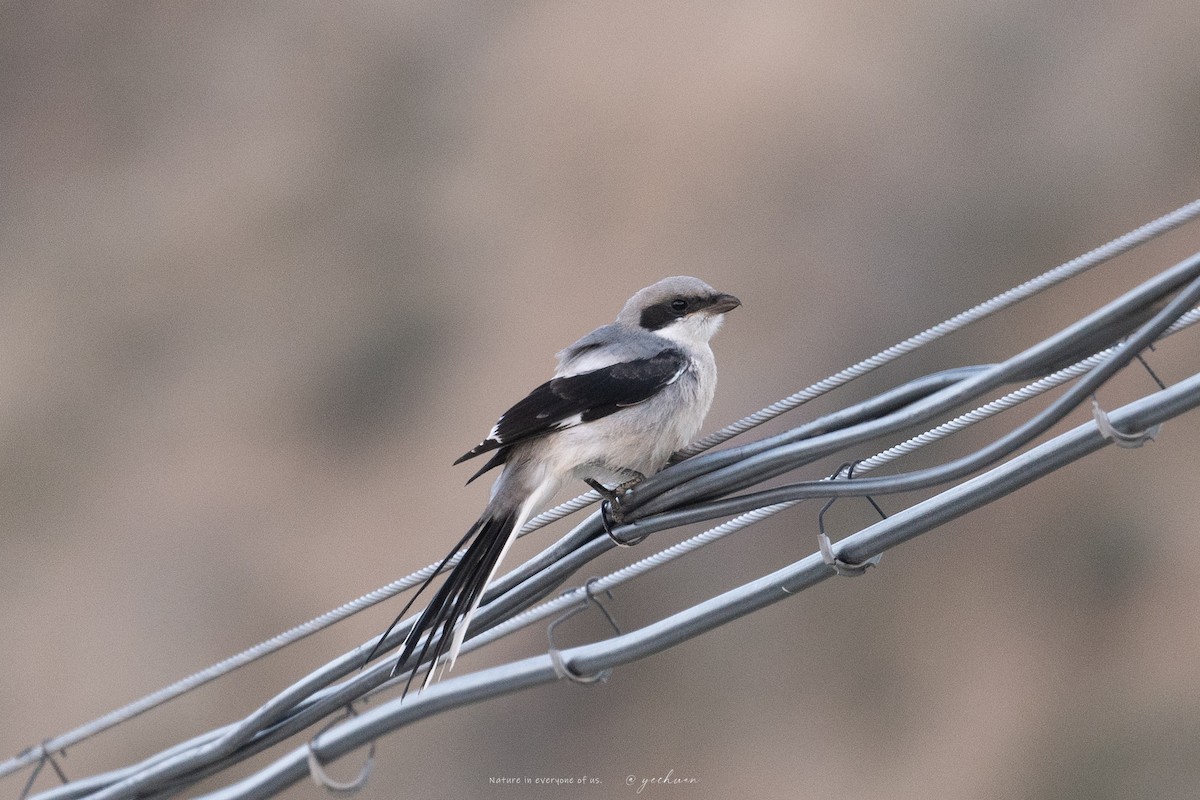 Giant Shrike - ML643230872