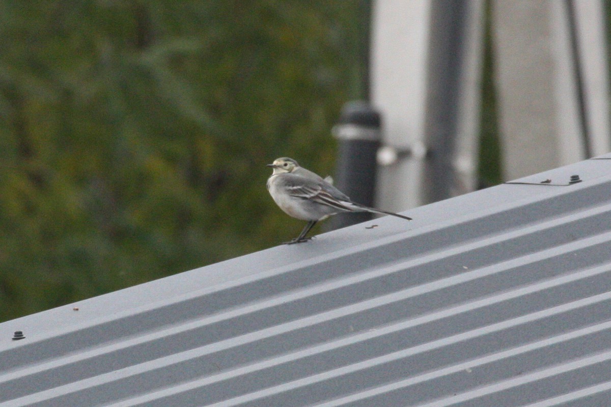 ハクセキレイ - ML643230876