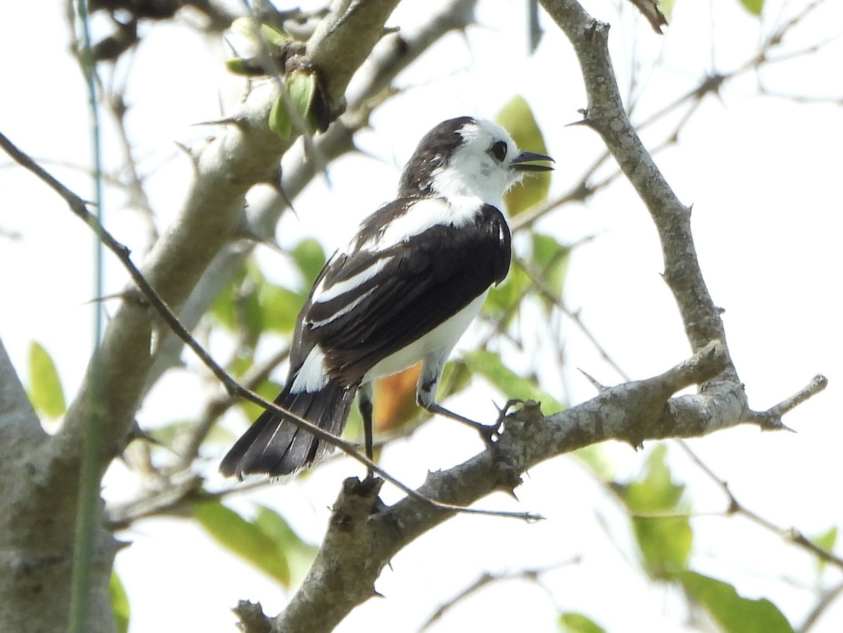 Pied Water-Tyrant - ML643230878