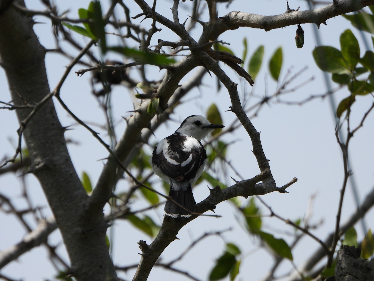 Pied Water-Tyrant - ML643230879