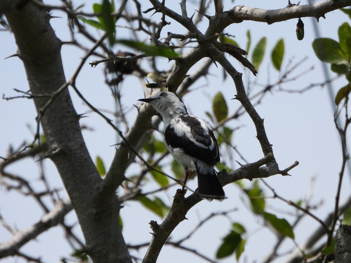 Pied Water-Tyrant - ML643230880
