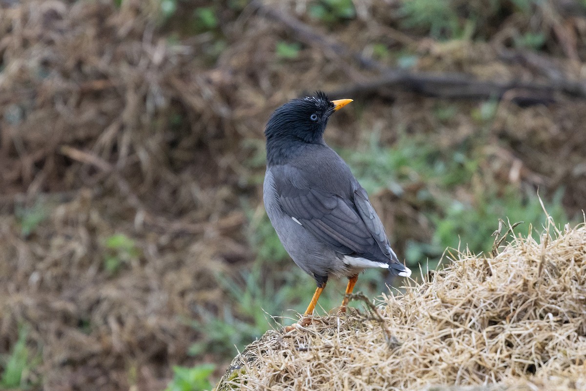 Jungle Myna - ML643230944