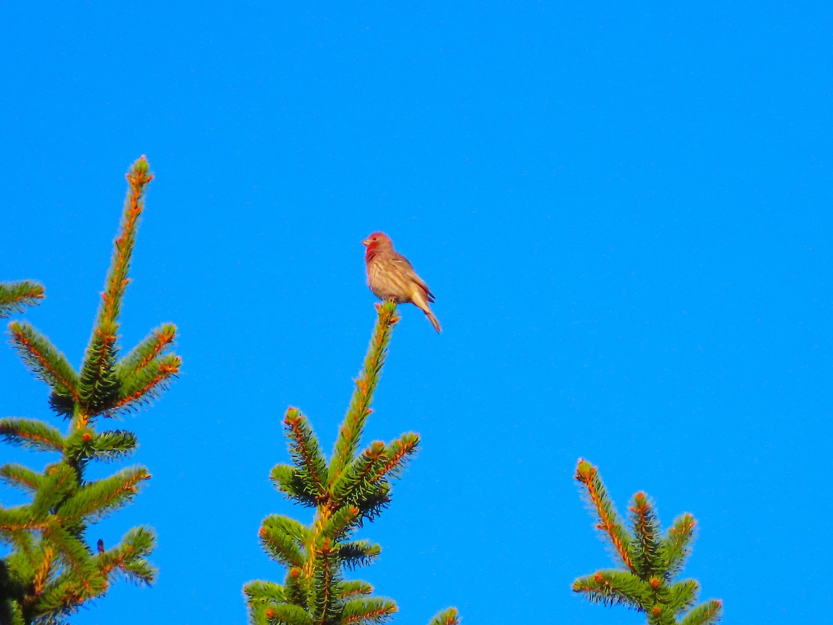 House Finch - ML643230949