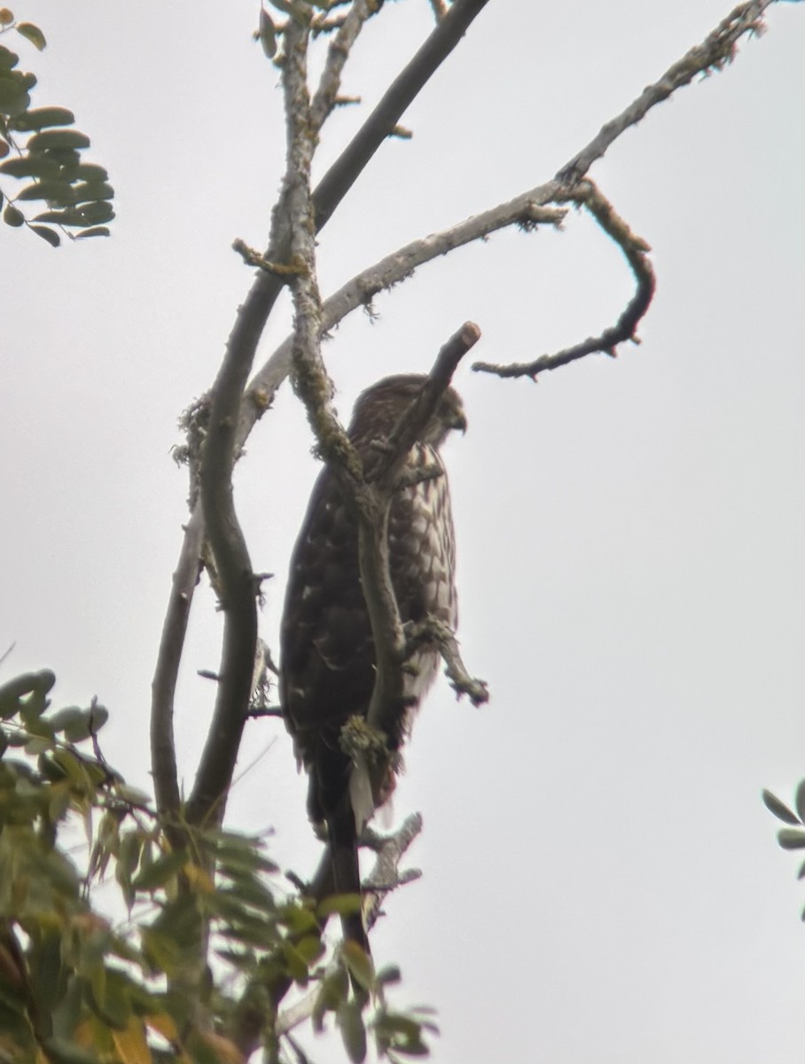 Merlin - ML643230955