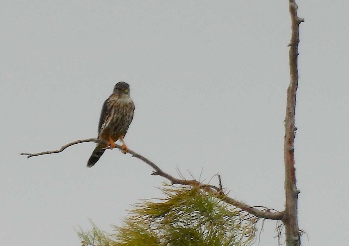 Merlin (Taiga) - ML643230970