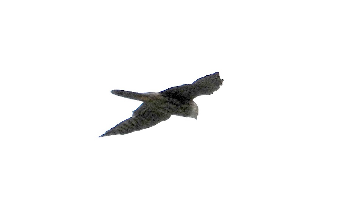 Merlin (Taiga) - ML643230973