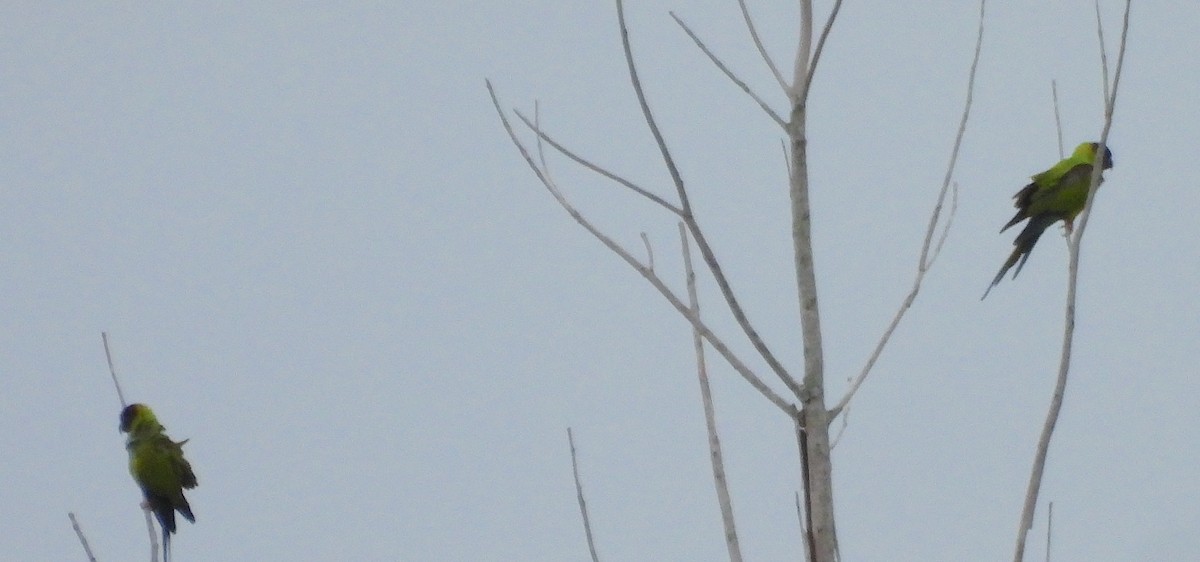 Nanday Parakeet - ML643230977