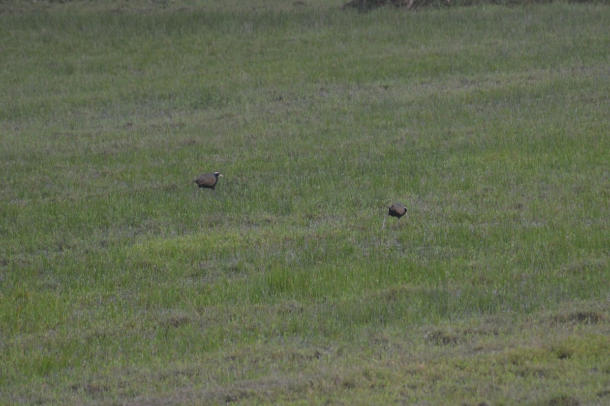 Bronze-winged Jacana - ML643230978