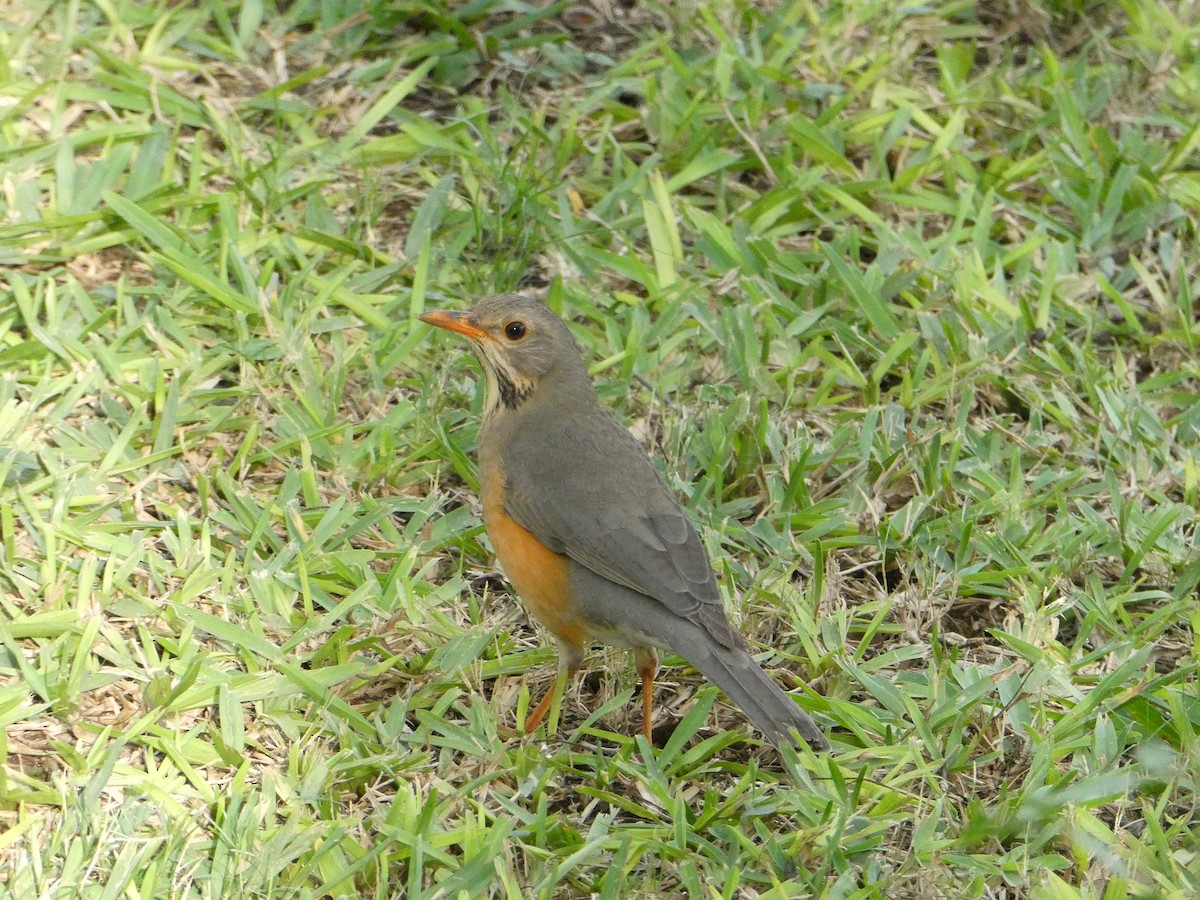 Kurrichane Thrush - ML643230981