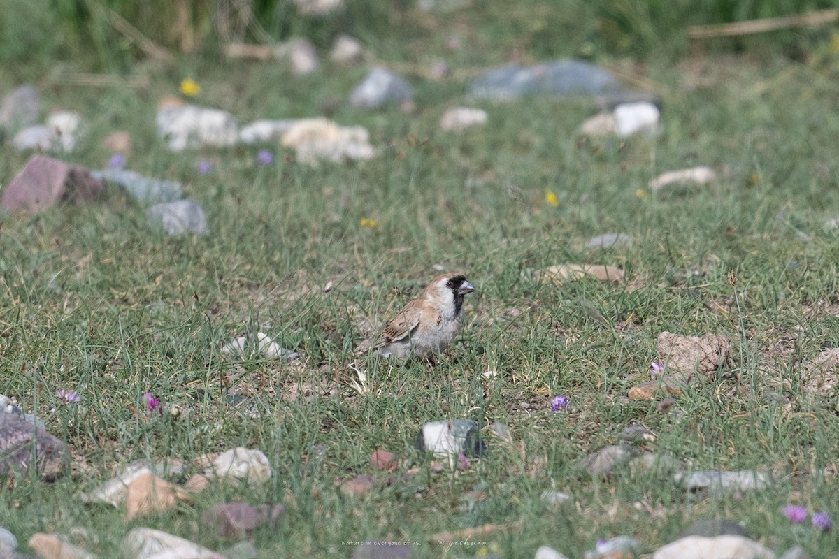Pere David's Snowfinch - ML643230983