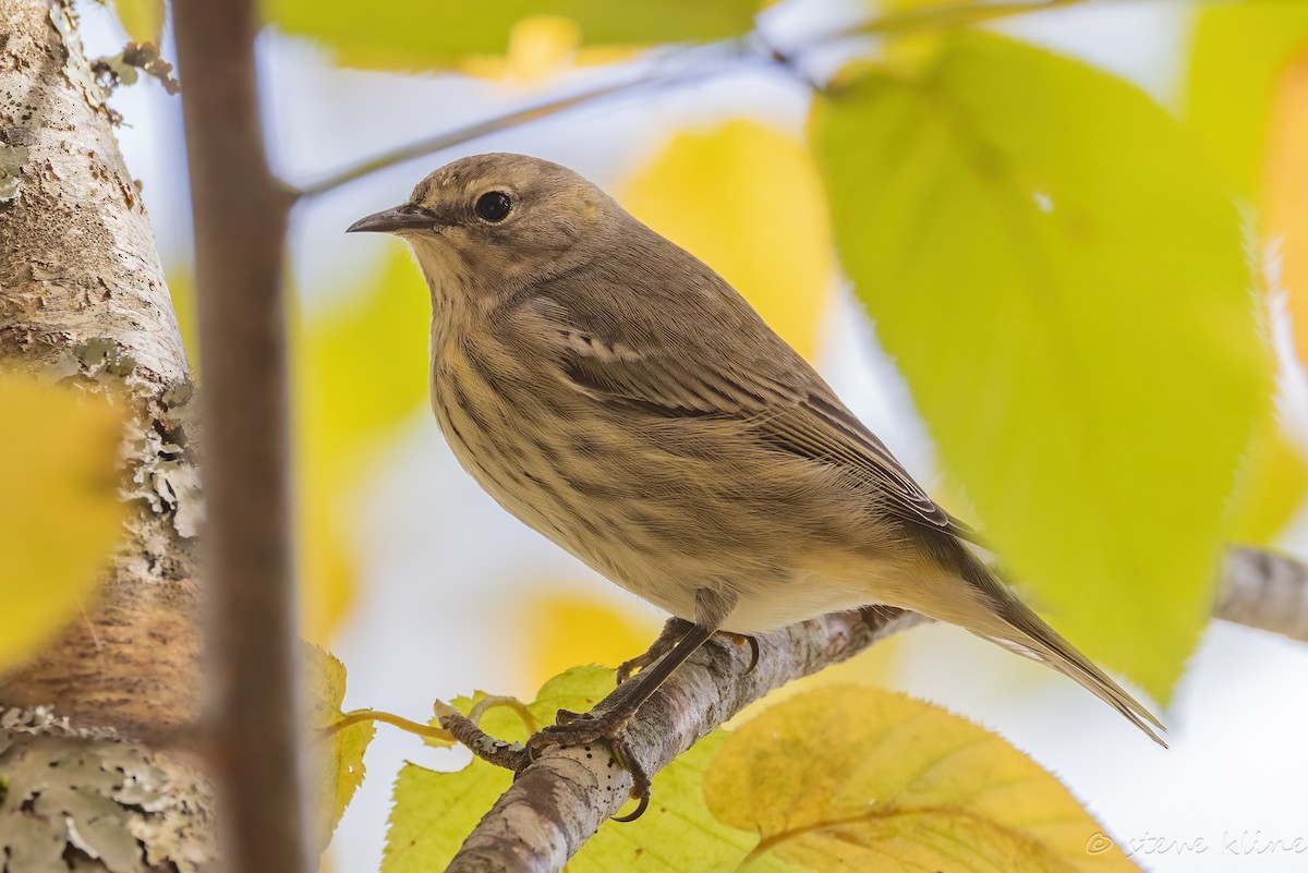 Reinita Atigrada - ML643231009