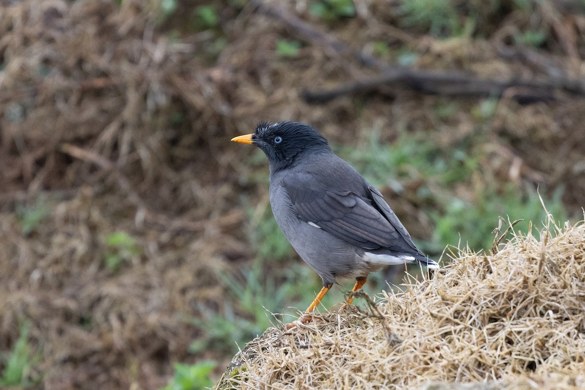 Jungle Myna - ML643231023