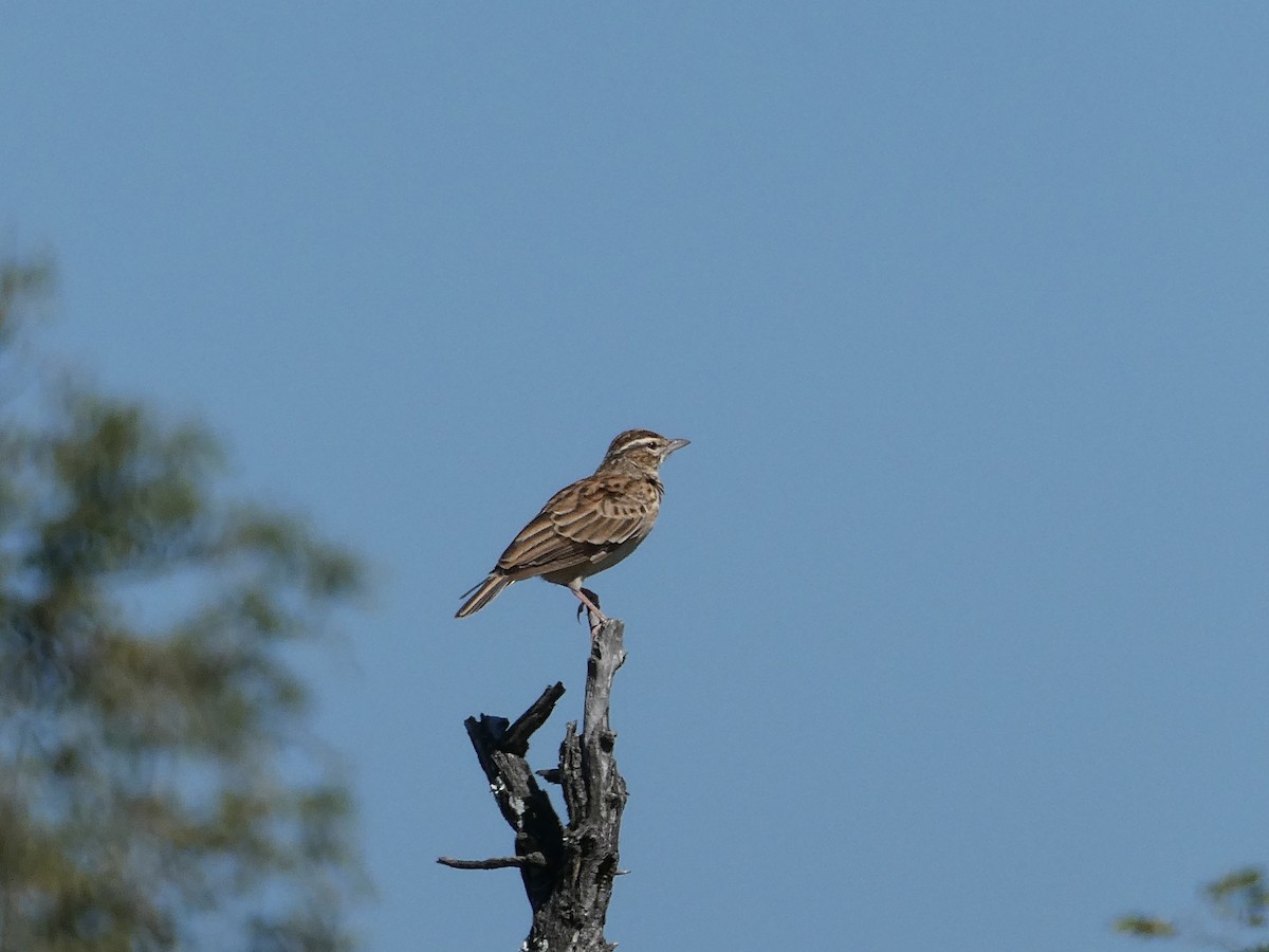 Sabota Lark - ML643231036