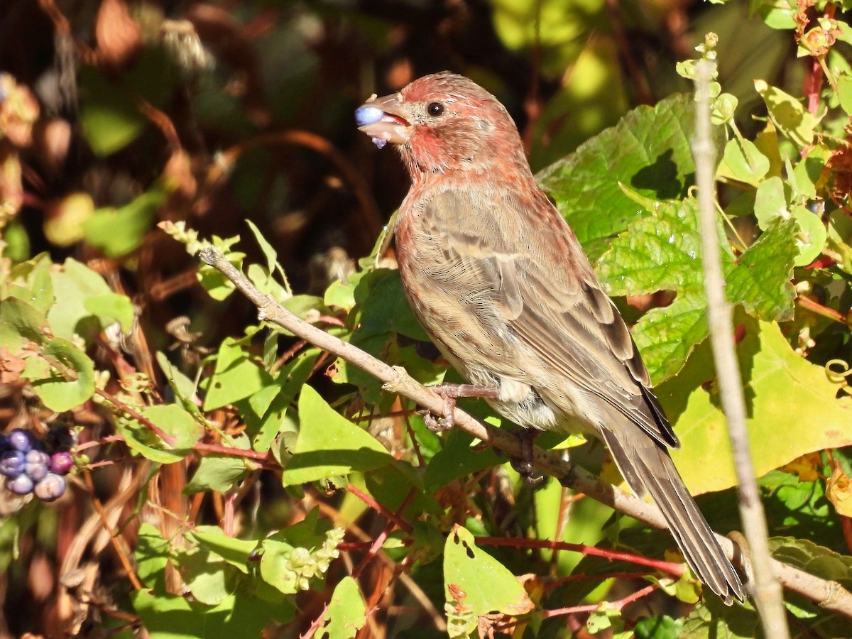 House Finch - ML643231046