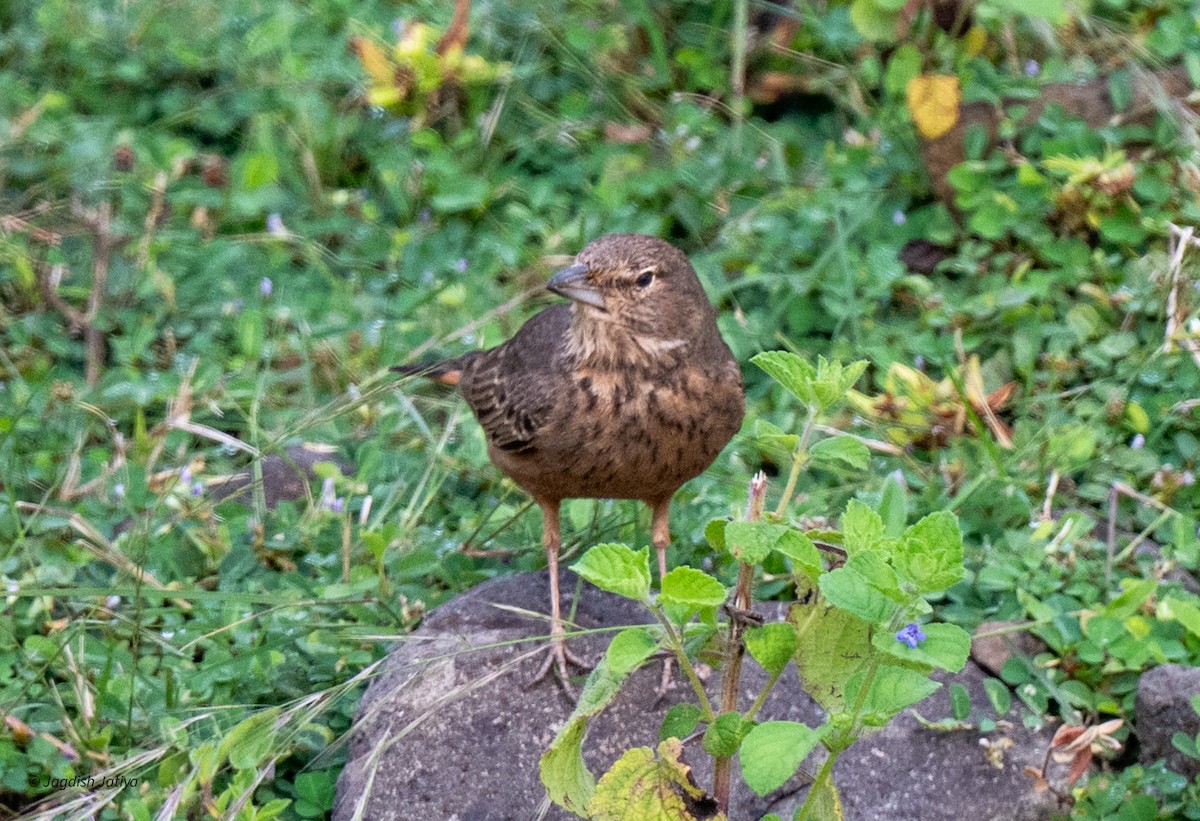 Rufous-tailed Lark - ML643231065