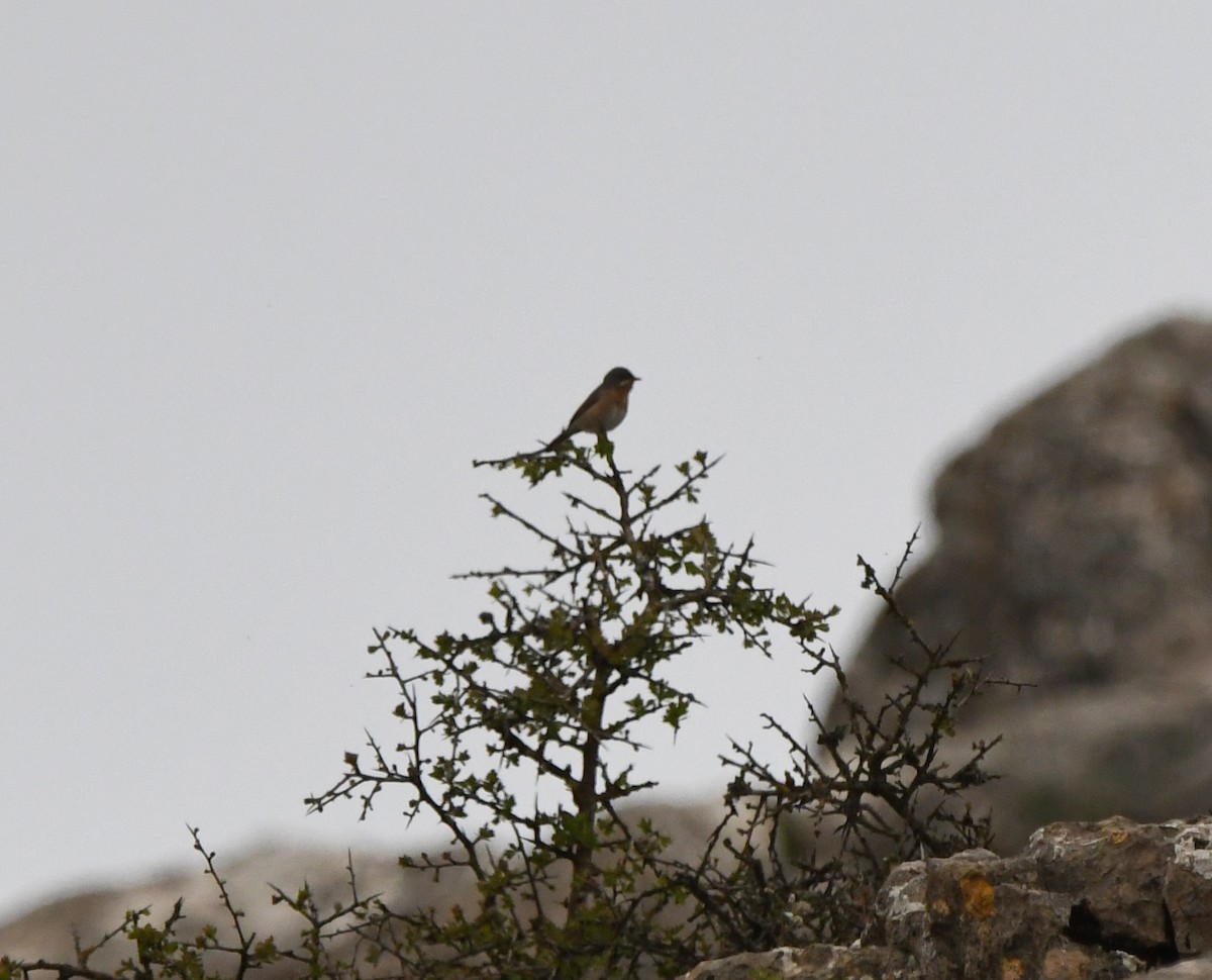 Western Subalpine Warbler - ML643231078