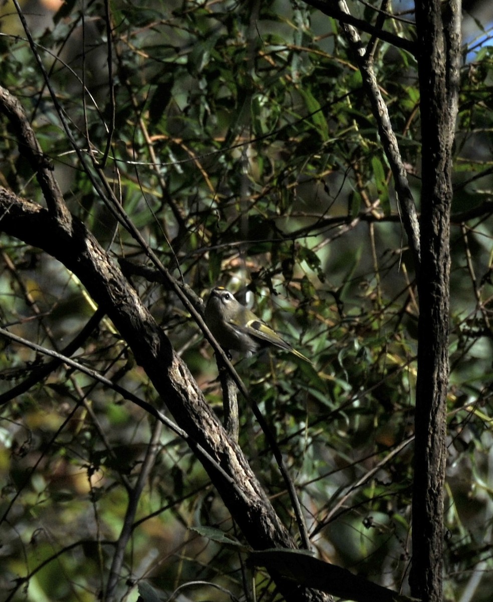 Golden-crowned Kinglet - ML643231088