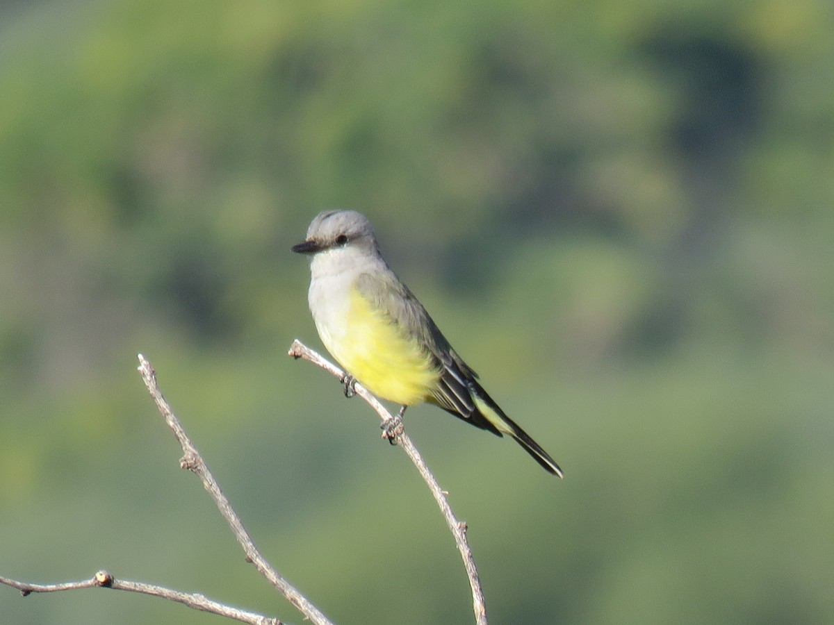 Western Kingbird - ML643231100