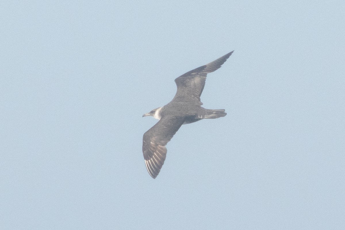 Pomarine Jaeger - ML643231103