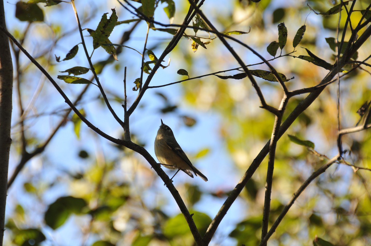 Ruby-crowned Kinglet - ML643231110