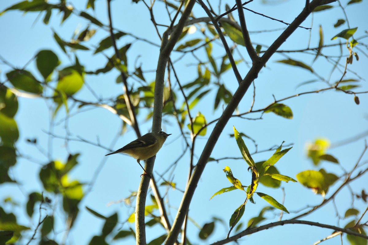 Ruby-crowned Kinglet - ML643231111