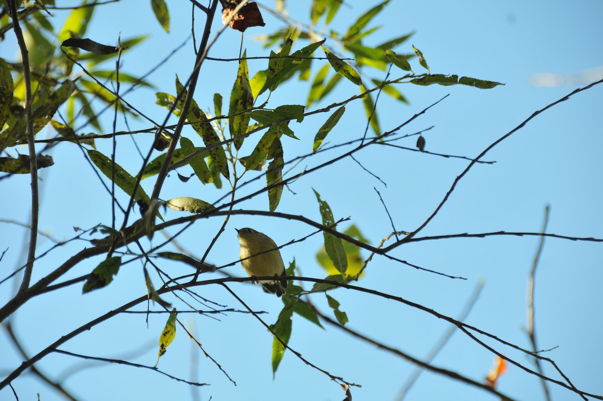 Ruby-crowned Kinglet - ML643231112