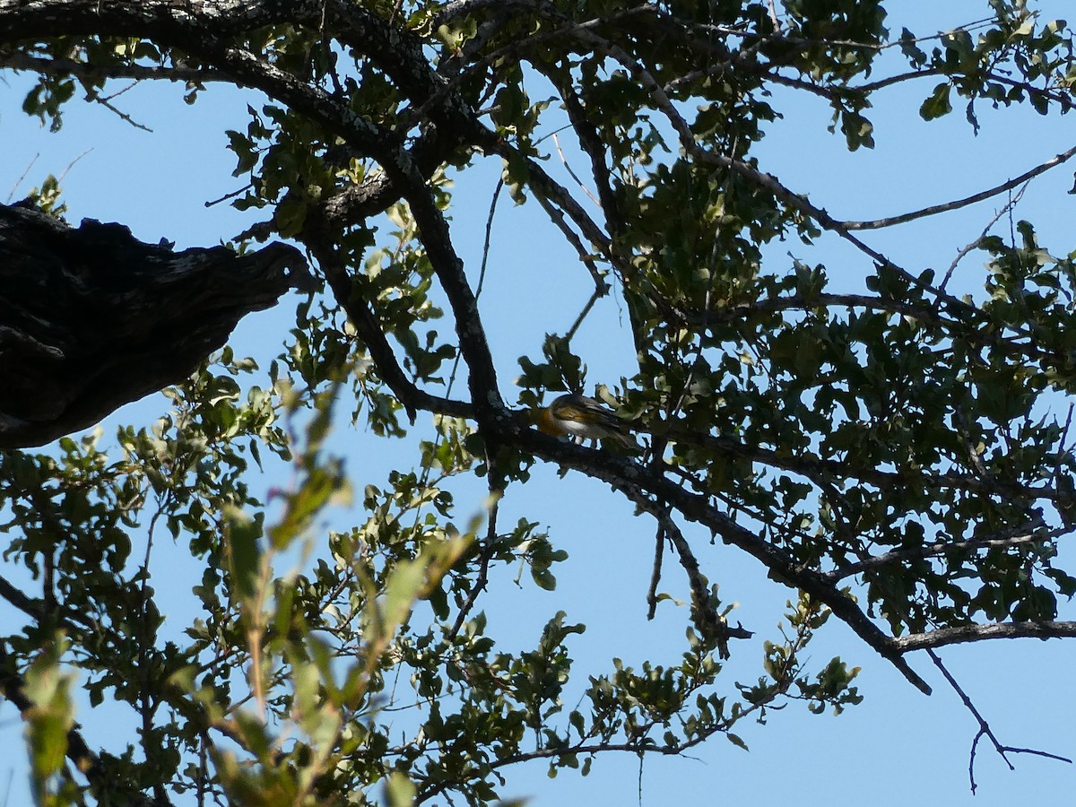 Red-headed Weaver - ML643231124