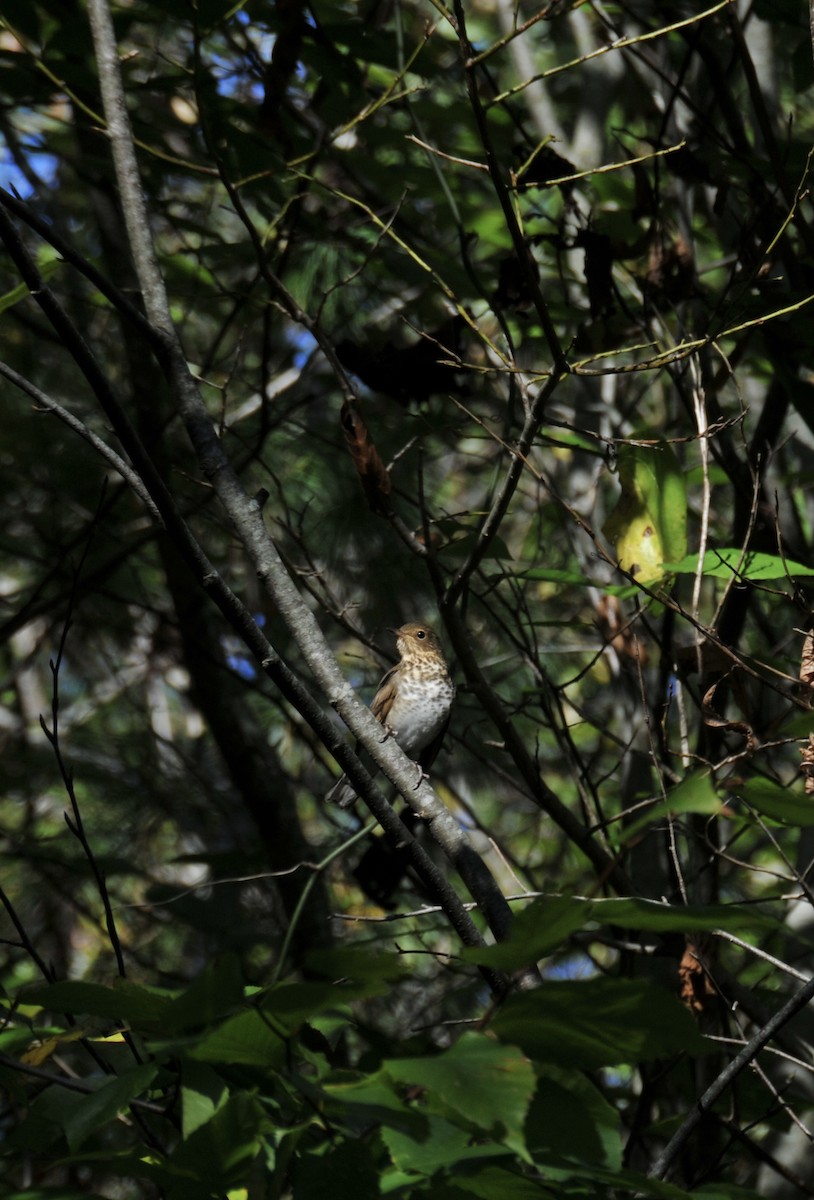 Swainson's Thrush - ML643231128