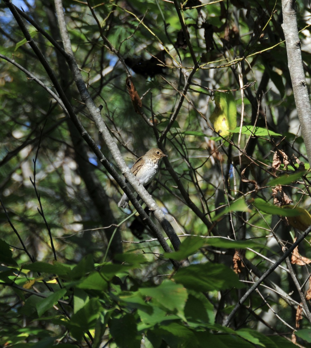 Swainson's Thrush - ML643231129