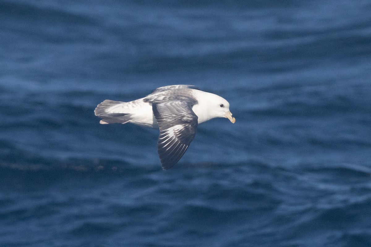Northern Fulmar - ML643231133