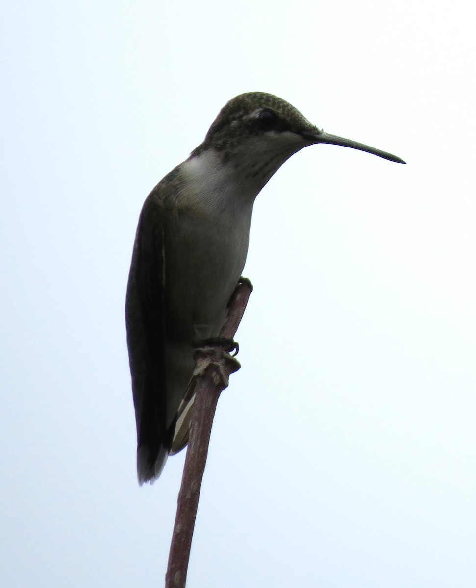 Ruby-throated Hummingbird - ML643231137