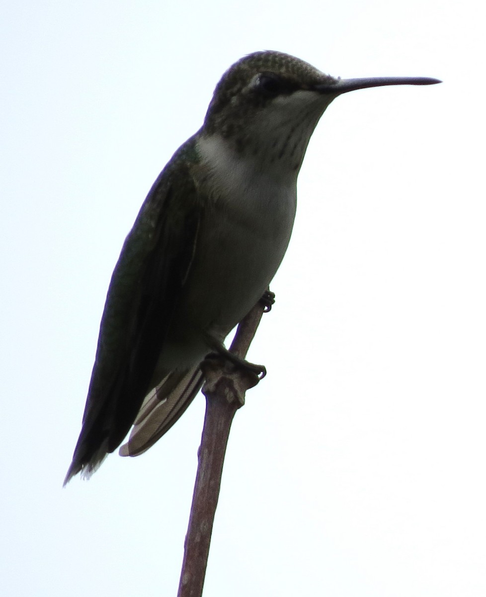 Ruby-throated Hummingbird - ML643231148