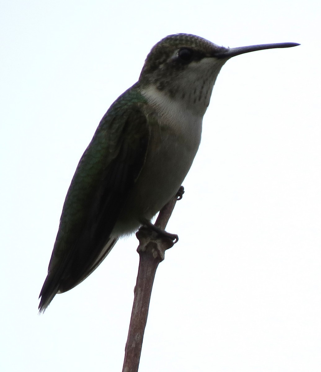 Ruby-throated Hummingbird - ML643231152