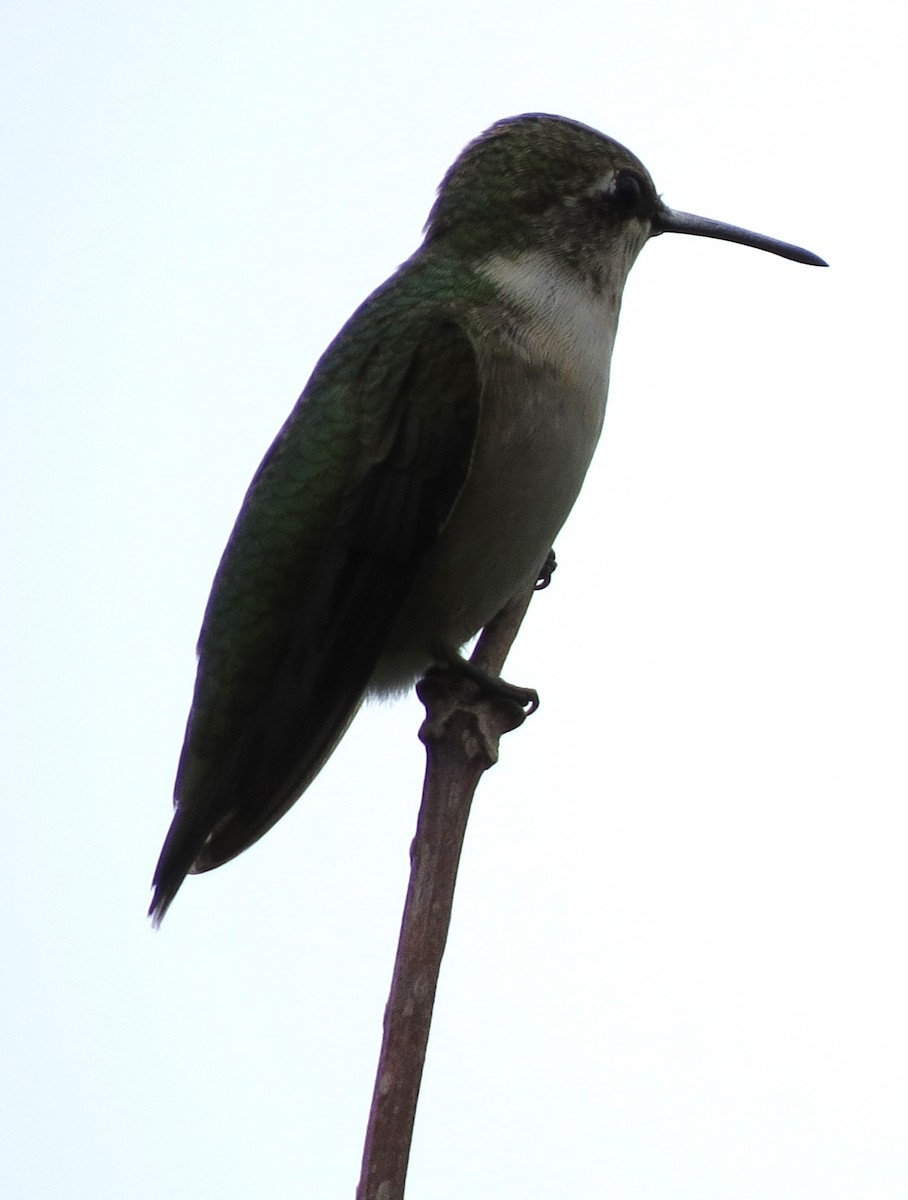 Ruby-throated Hummingbird - ML643231155