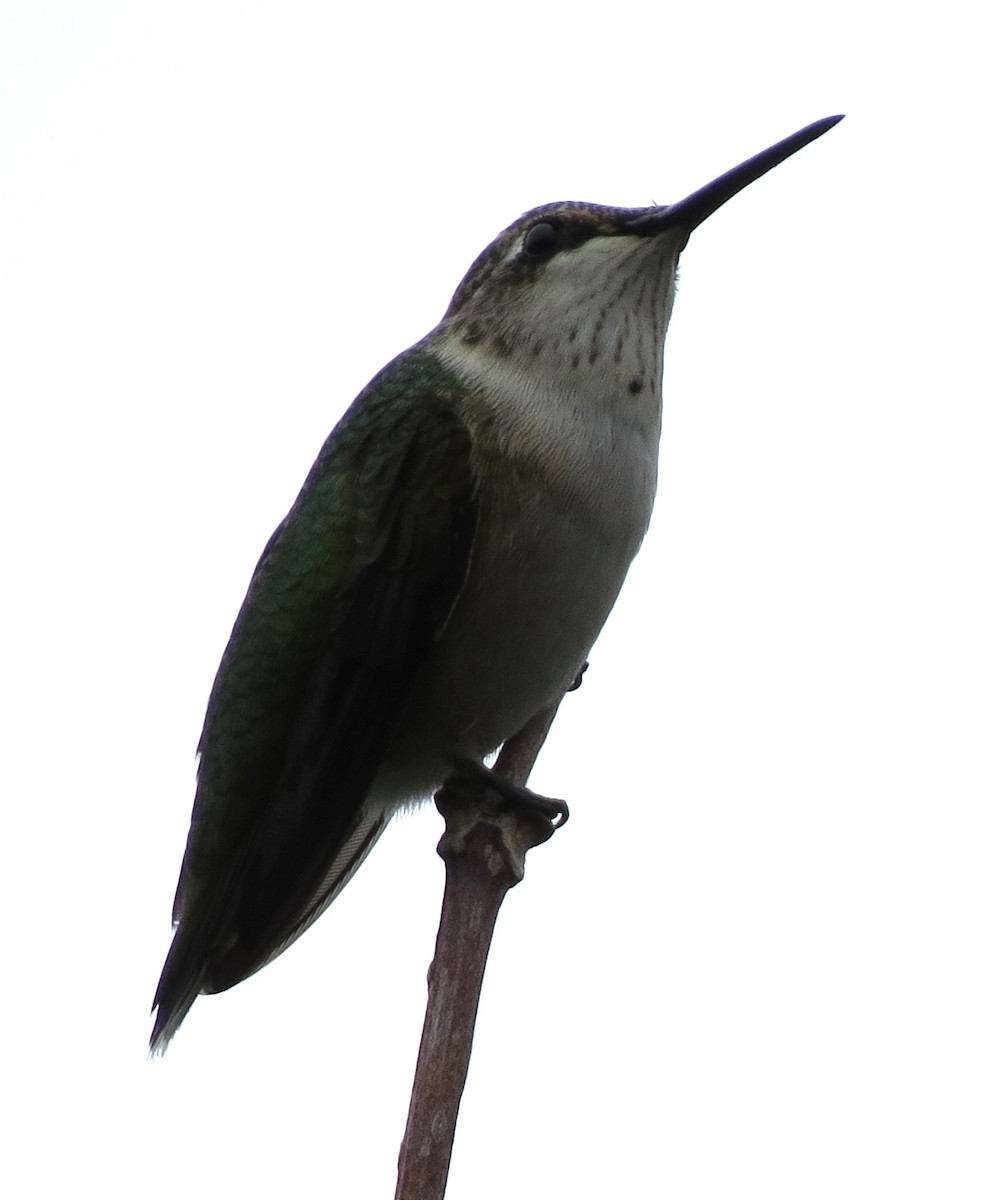 Ruby-throated Hummingbird - ML643231158