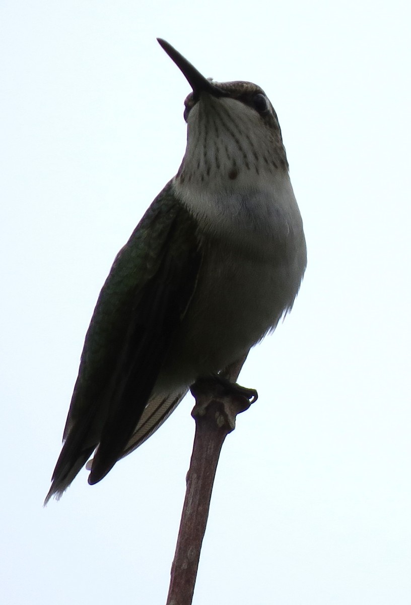 Ruby-throated Hummingbird - ML643231164