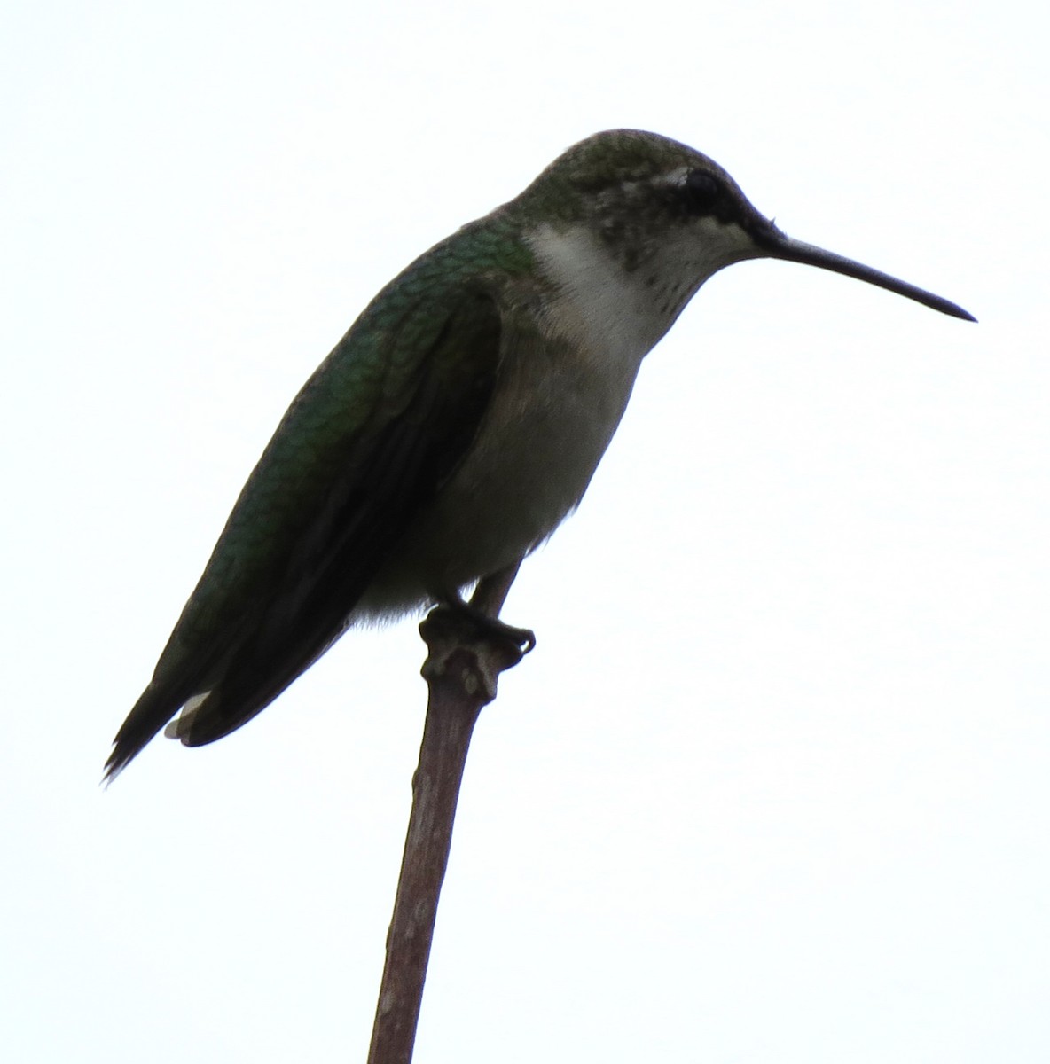 Ruby-throated Hummingbird - ML643231170