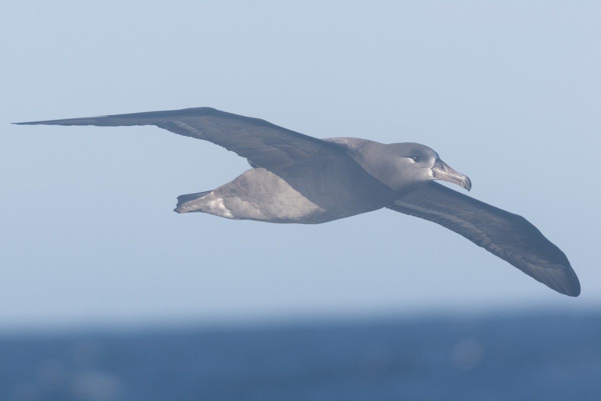 Black-footed Albatross - ML643231173