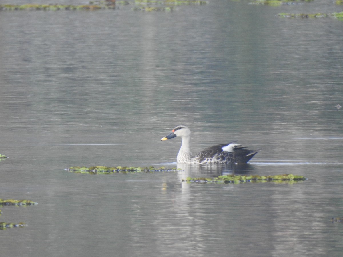 Indian Spot-billed Duck - ML643231174