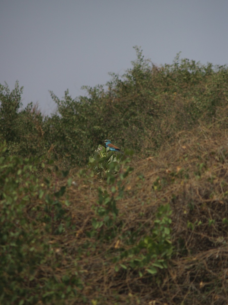 Abyssinian Roller - ML643231175