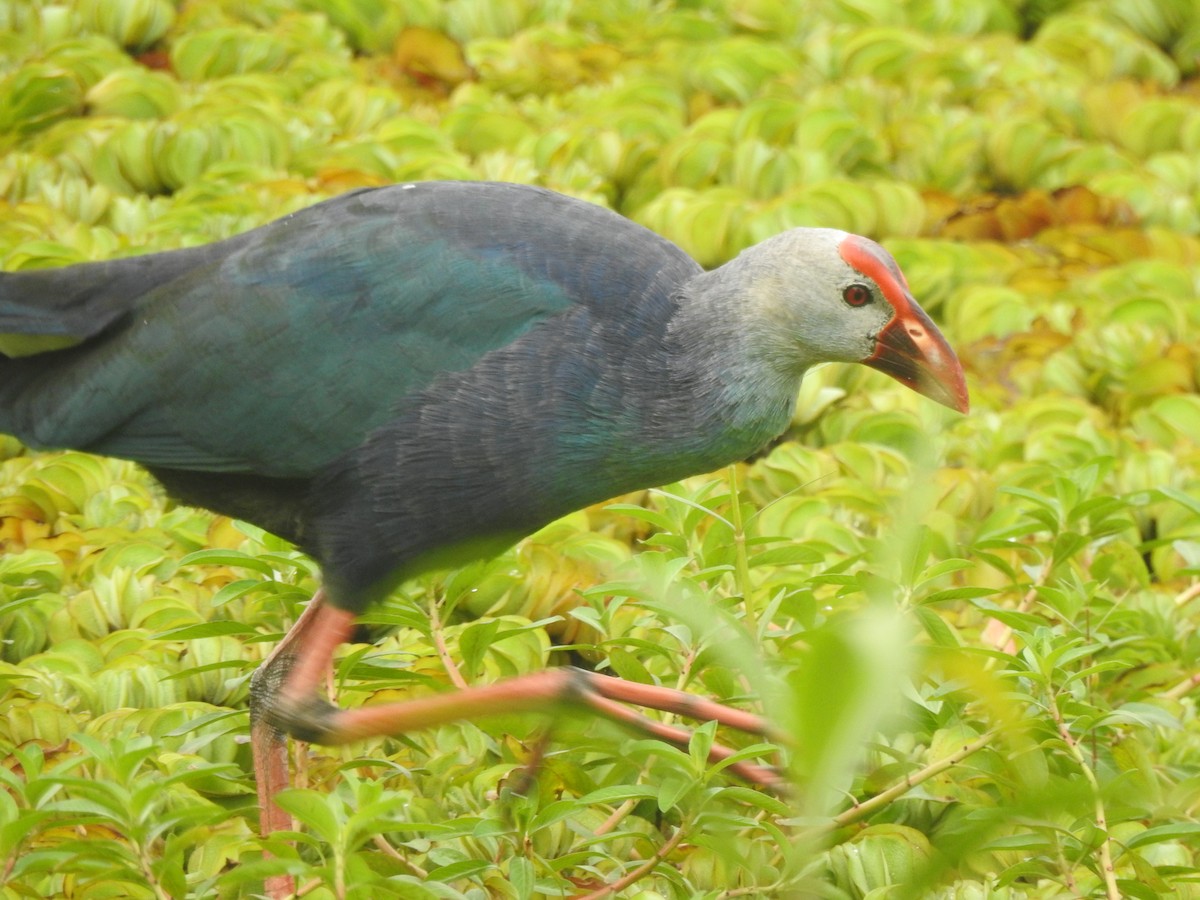 Gray-headed Swamphen - ML643231190