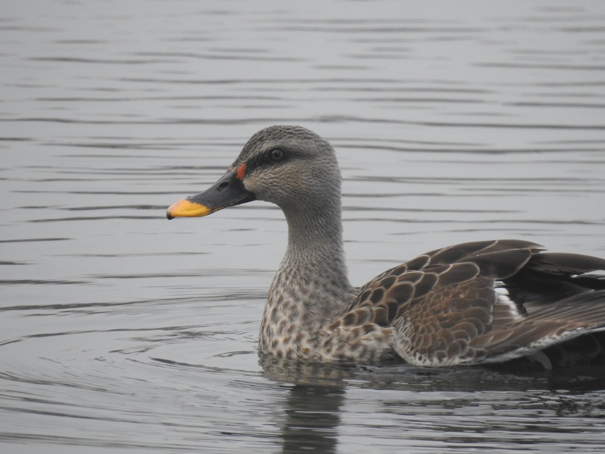 Indian Spot-billed Duck - ML643231192